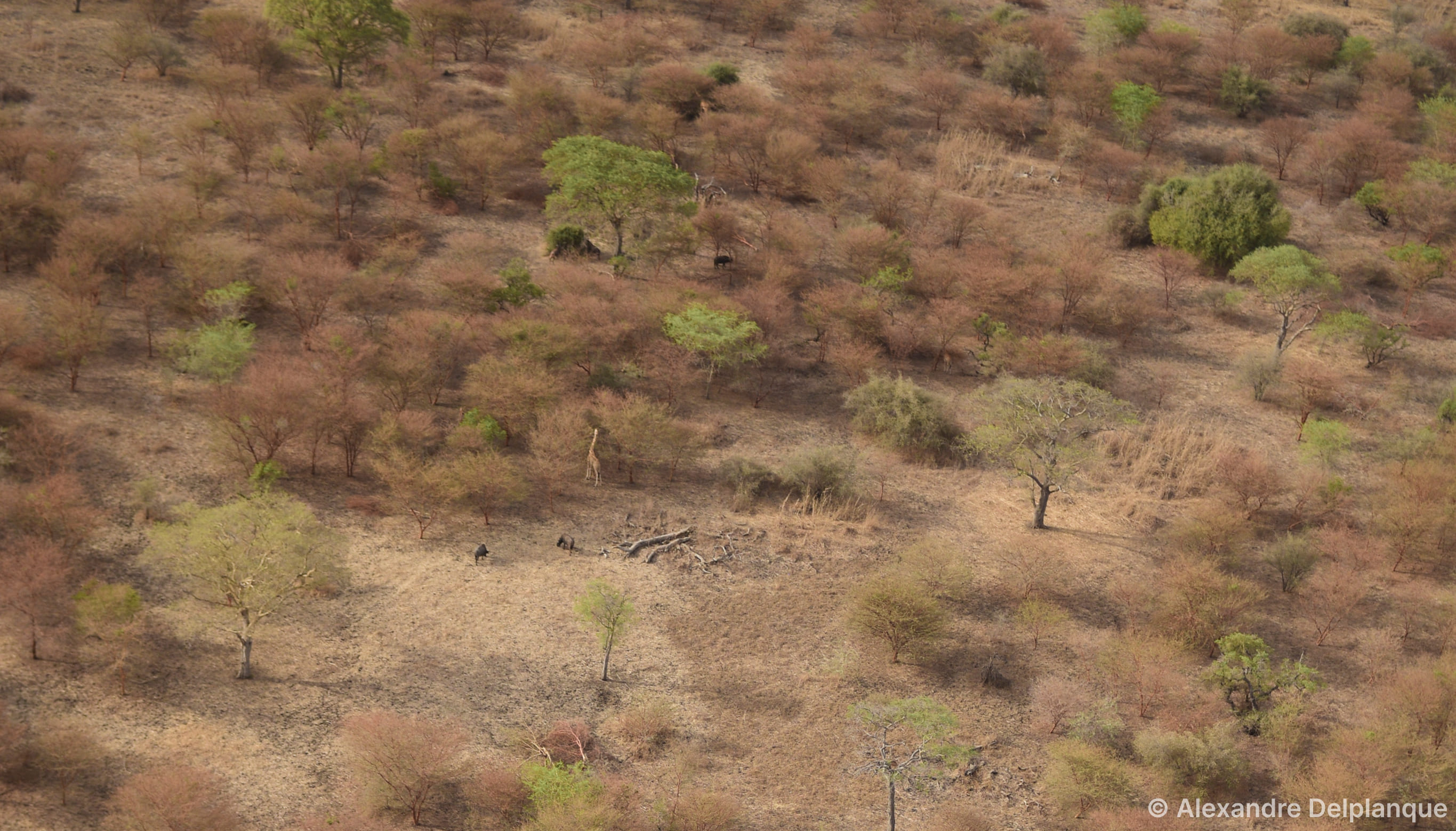 Elephants with AI